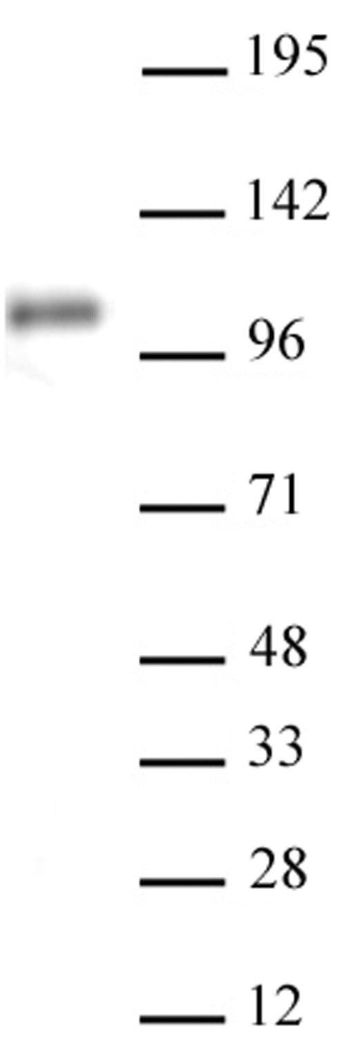 AbFlex Notch1 antibody (rAb) tested by Western blot. 20 ug of HeLa whole cell extract was run on SDS-PAGE and probed with AbFlex Notch1 antibody at 2 ug/ml.