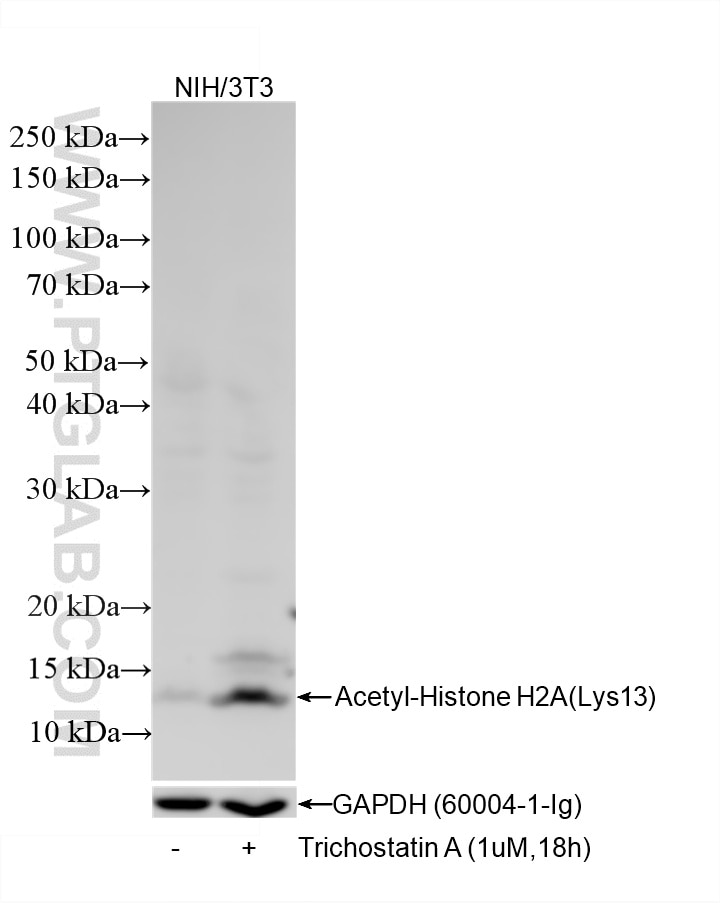 86691 Acetyl-Histone H2A (Lys13) antibody (86691-1-RR) | Proteintech