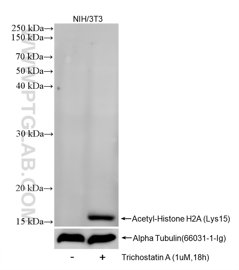 Trichostatin A treated NIH/3T3 cells were subjected to SDS PAGE followed by western blot with 83041-6-RR (Acetyl-Histone H2A (Lys15) antibody) at dilution of 1:1000 incubated at room temperature for 1.5 hours. This data was developed using the same antibody clone with 83041-6-PBS in a different storage buffer formulation. Western Blot (WB) analysis of NIH/3T3 cells using Acetyl-Histone H2A (Lys15) Recombinant monoclonal (83041-6-RR)