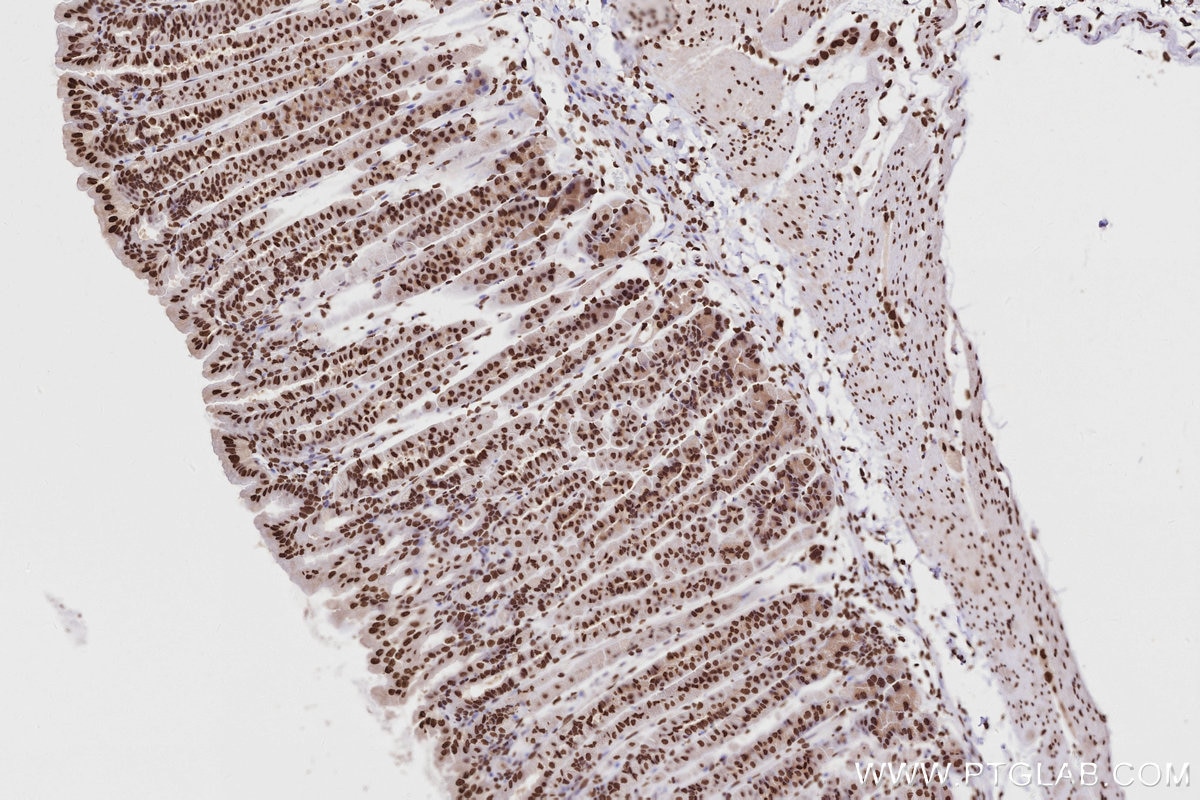 Immunohistochemistry (IHC) staining of mouse stomach tissue using Acetyl-Histone H2A (Lys9) Recombinant monoclonal a (82823-2-RR)