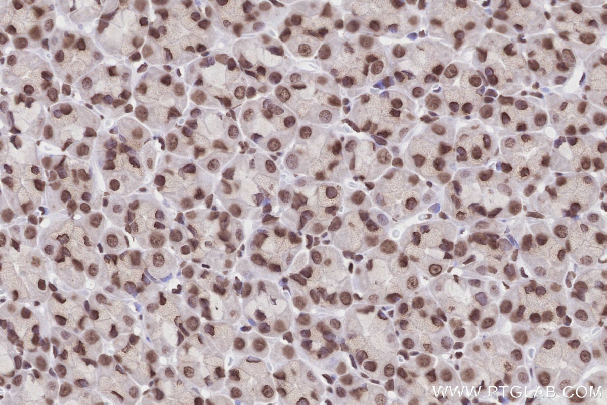 Immunohistochemistry (IHC) staining of rat stomach tissue using Acetyl-Histone H2A (Lys9) Recombinant monoclonal a (82823-2-RR)