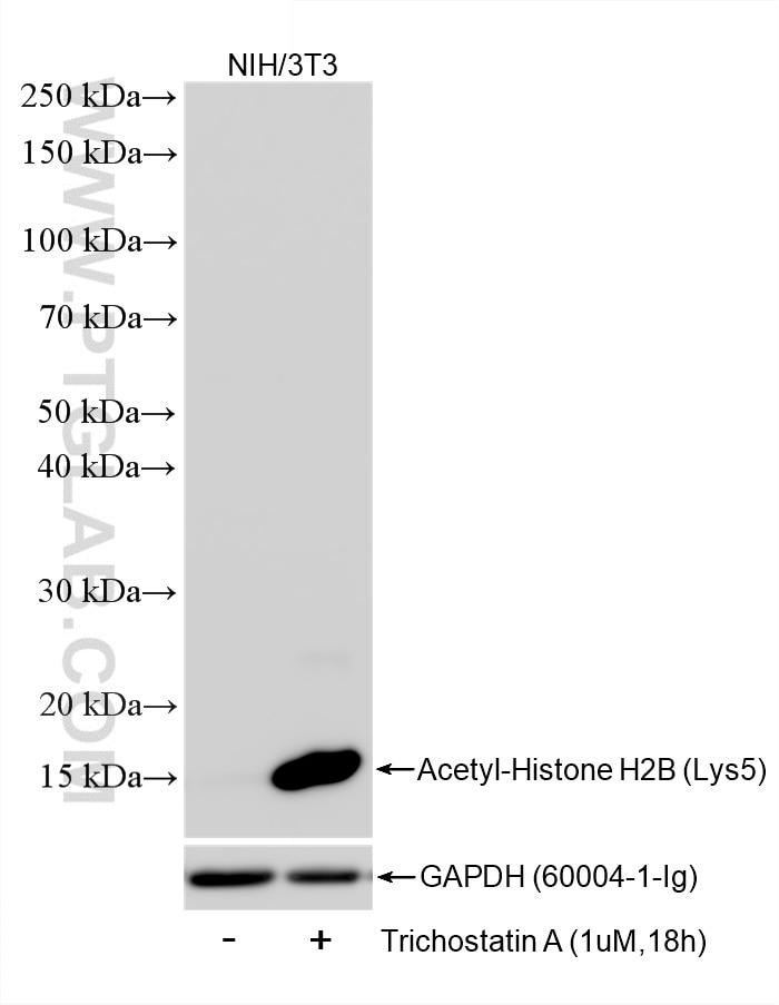 WB analysis of NIH/3T3 using 86731-1-RR (same clone as 86731-1-PBS) Western Blot (WB) analysis of NIH/3T3 cells using Acetyl-Histone H2B (Lys12) Recombinant monoclonal (86731-1-RR)