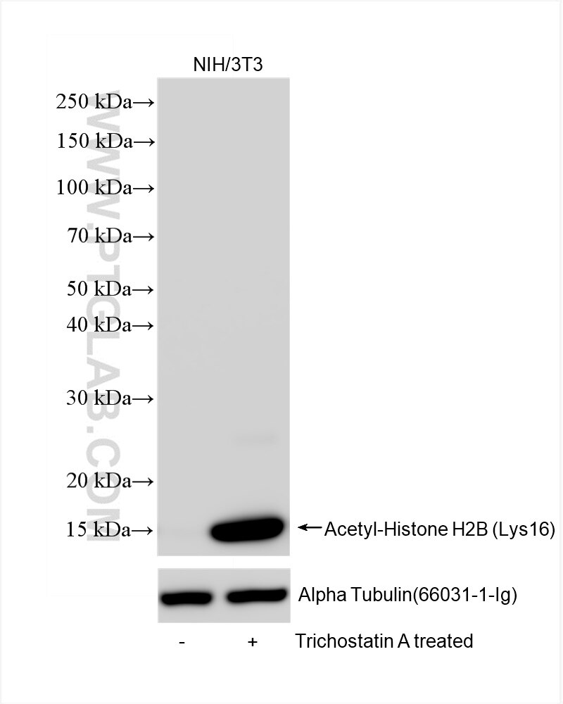 Western Blot (WB) analysis of NIH/3T3 cells using Acetyl-Histone H2B (Lys16) Recombinant antibody (84446-1-RR)