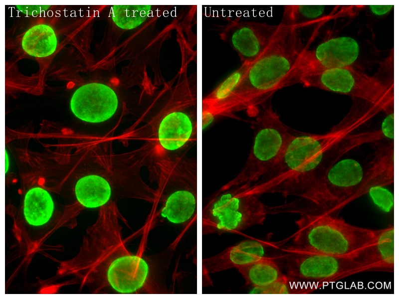 IF Staining of NIH/3T3 using 84543-2-RR Immunofluorescence (IF) / fluorescent staining of NIH/3T3 cells using Acetyl-Histone H3 (Lys14) Recombinant monoclonal a (84543-2-RR)