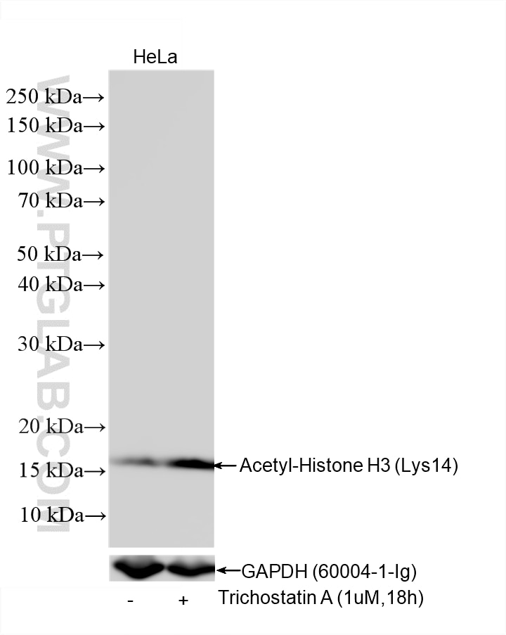 Western Blot (WB) analysis of various lysates using Acetyl-Histone H3 (Lys14) Recombinant monoclonal a (84543-2-RR)