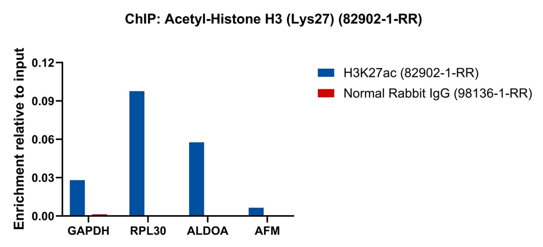 ChIP experiment of HeLa cells using Acetyl-Histone H3 (Lys27) Recombinant antibody (82902-1-RR)