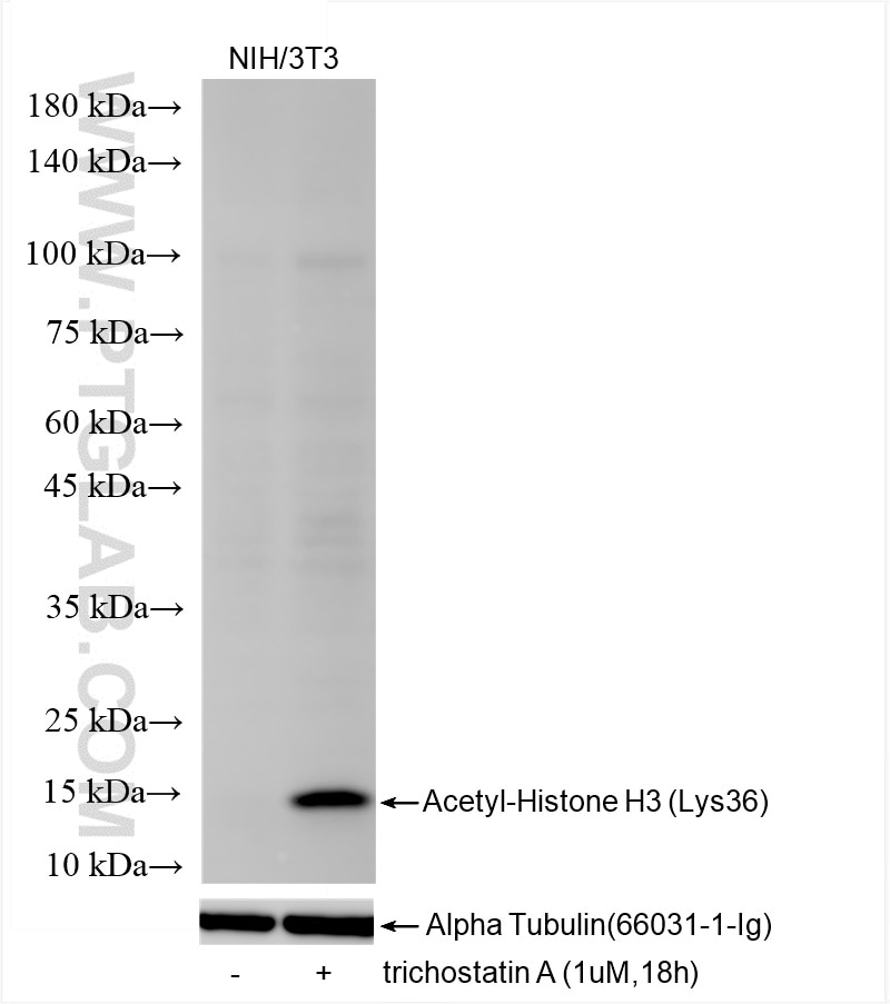 Western Blot (WB) analysis of various lysates using Acetyl-Histone H3 (Lys36) Recombinant monoclonal a (82828-14-RR)