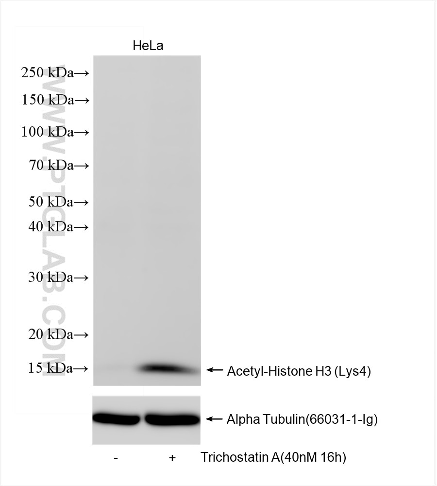 Western Blot (WB) analysis of HeLa cells using  Acetyl-Histone H3 (Lys4) Recombinant antibody (84831-1-RR)