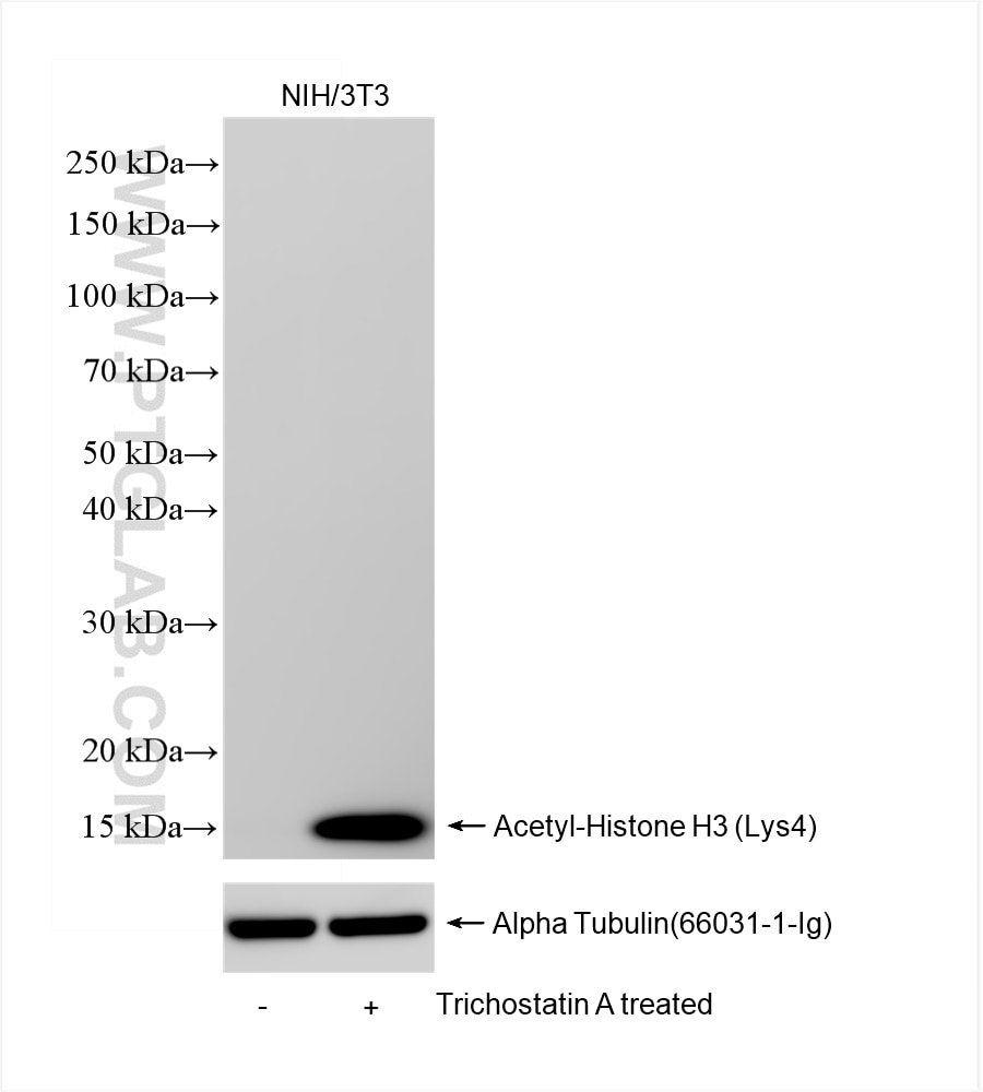 Western Blot (WB) analysis of NIH/3T3 cells using  Acetyl-Histone H3 (Lys4) Recombinant antibody (84831-1-RR)
