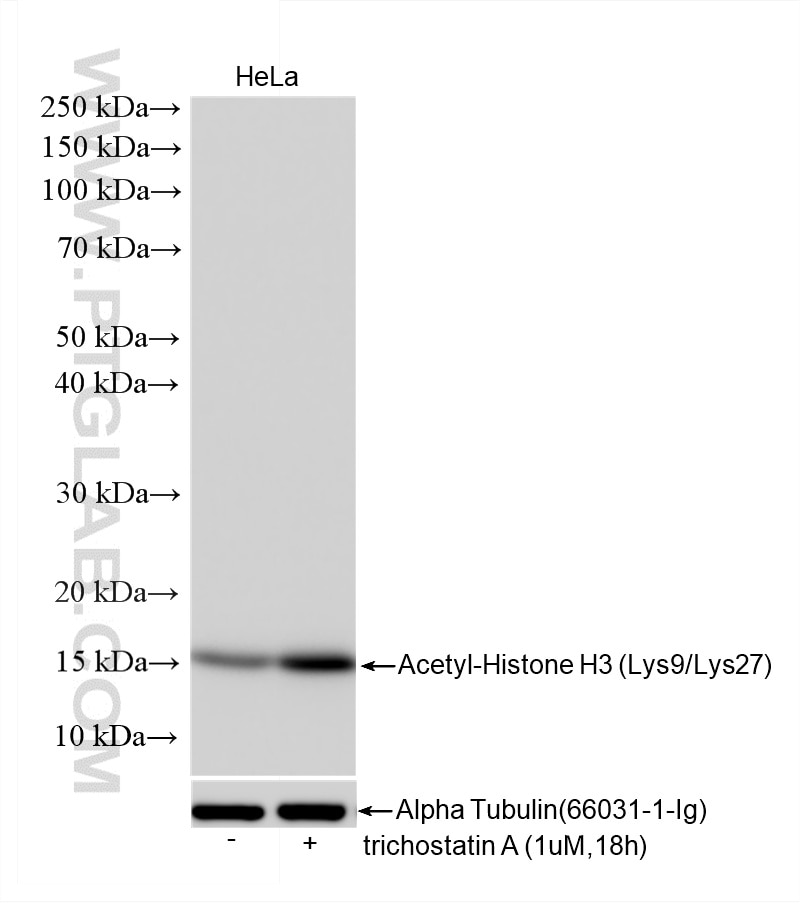 WB analysis using 86860-1-RR Western Blot (WB) analysis of various lysates using Acetyl-Histone H3 (Lys9/Lys27) Recombinant monoclo (86860-1-RR)