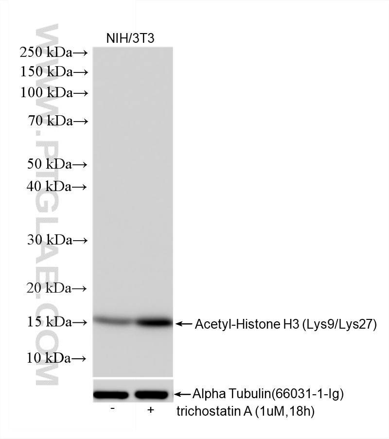 WB analysis using 86860-1-RR Western Blot (WB) analysis of various lysates using Acetyl-Histone H3 (Lys9/Lys27) Recombinant monoclo (86860-1-RR)