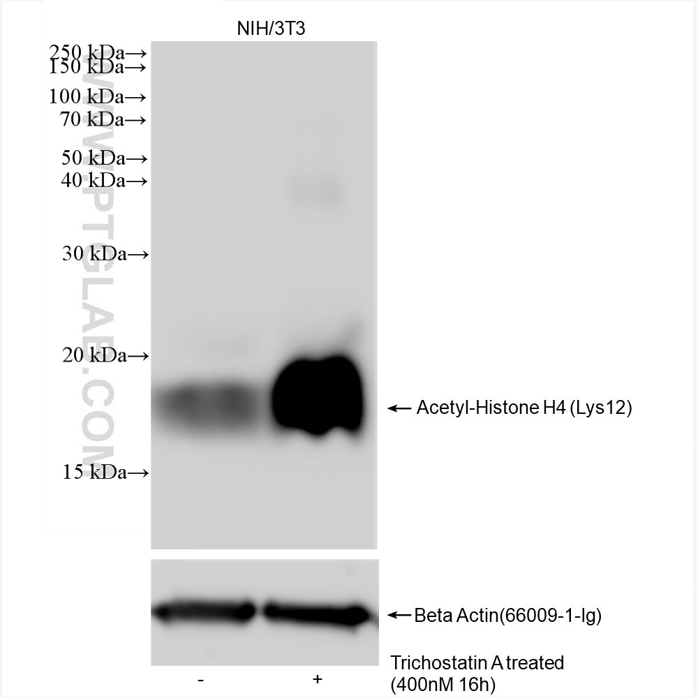 Western Blot (WB) analysis of NIH/3T3 cells using Acetyl-Histone H4 (Lys12) Recombinant antibody (83095-1-RR)