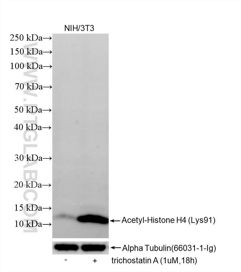 WB analysis of NIH/3T3 using 86768-1-RR (same clone as 86768-1-PBS) Western Blot (WB) analysis of NIH/3T3 cells using Acetyl-Histone H4 (Lys91) Recombinant monoclonal a (86768-1-RR)