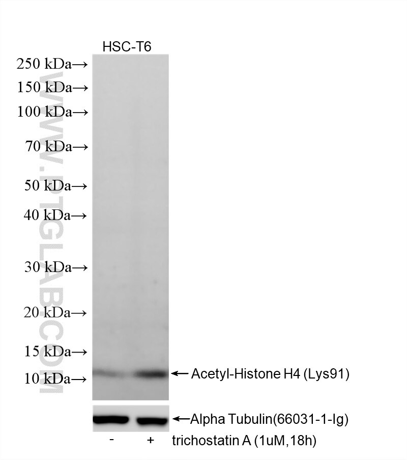 WB analysis of HSC-T6 using 86768-1-RR (same clone as 86768-1-PBS) Western Blot (WB) analysis of HSC-T6 cells using Acetyl-Histone H4 (Lys91) Recombinant monoclonal a (86768-1-RR)