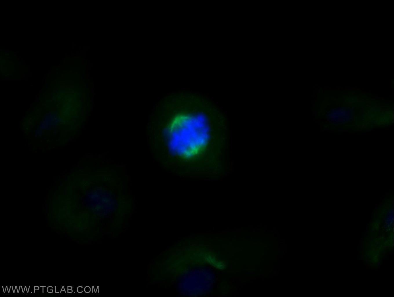 Immunofluorescence (IF) / fluorescent staining of MDCK cells using acetylated Tubulin(Lys40) Monoclonal antibody (66200-1-Ig)