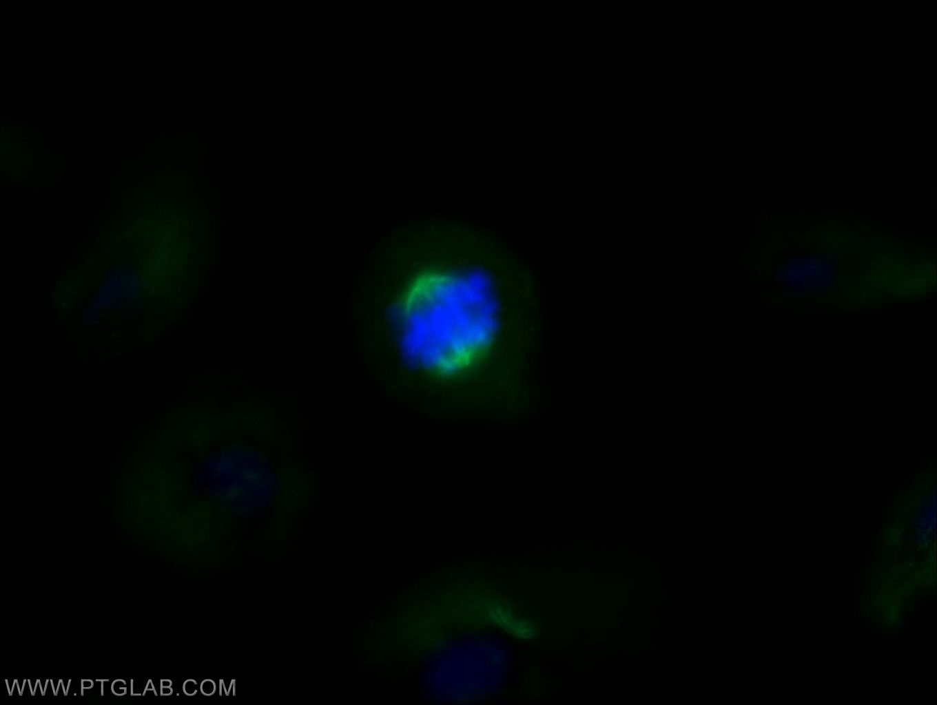 IF Staining of MDCK using 66200-1-Ig