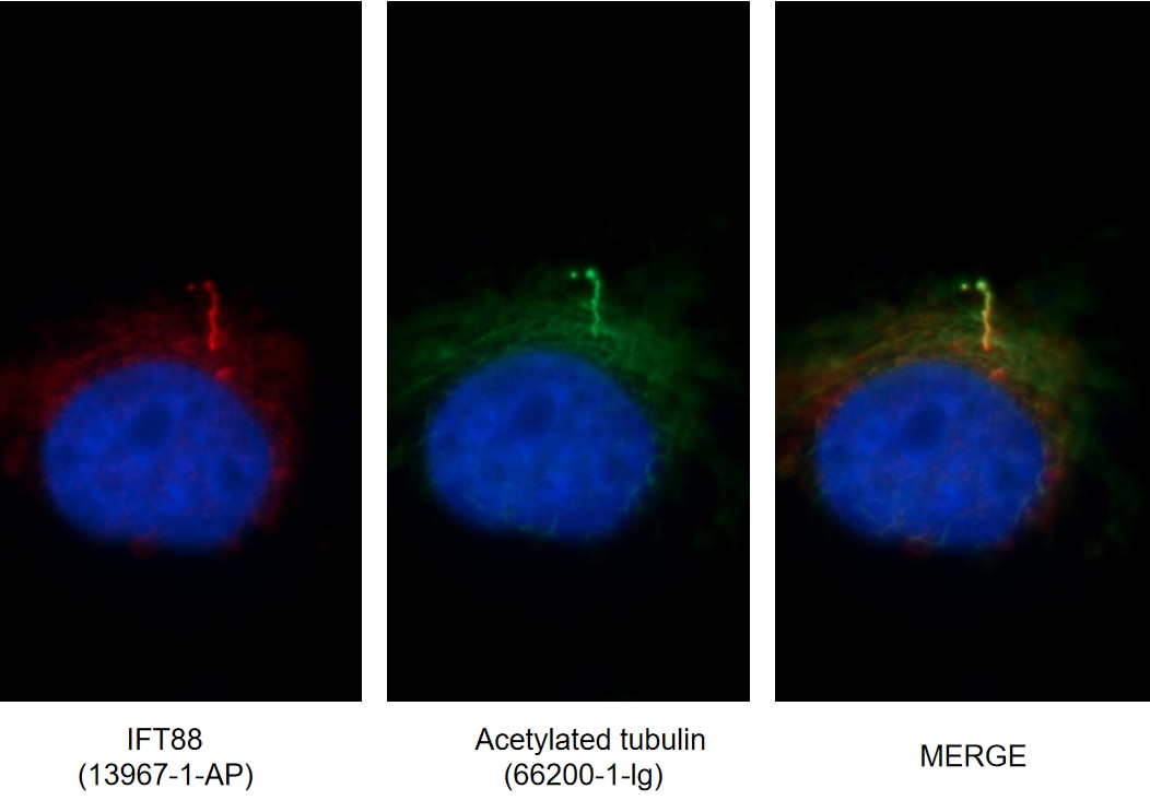 Immunofluorescence (IF) / fluorescent staining of MDCK cells using acetylated Tubulin(Lys40) Monoclonal antibody (66200-1-Ig)