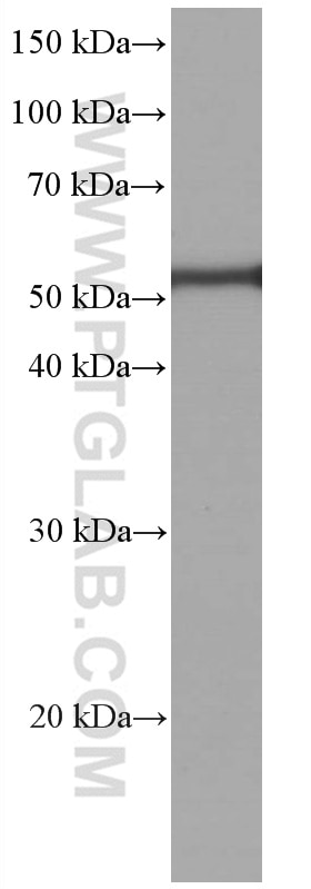 Western Blot (WB) analysis of pig cerebellum tissue using acetylated Tubulin(Lys40) Monoclonal antibody (66200-1-Ig)