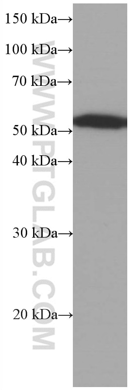 Western Blot (WB) analysis of rat brain tissue using acetylated Tubulin(Lys40) Monoclonal antibody (66200-1-Ig)