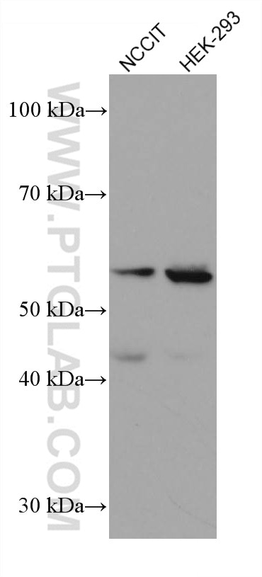 Western Blot (WB) analysis of various lysates using Acetyl-Tubulin (Lys40) Monoclonal antibody (66200-1-Ig)
