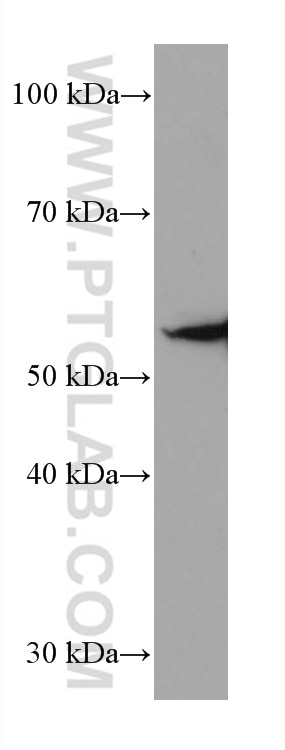 Western Blot (WB) analysis of Neuro-2a cells using acetylated Tubulin(Lys40) Monoclonal antibody (66200-1-Ig)