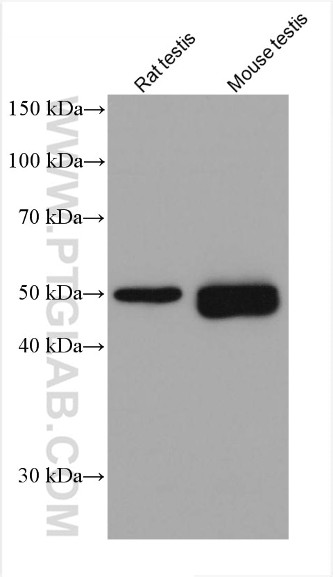 Western Blot (WB) analysis of various lysates using acetylated Tubulin(Lys40) Monoclonal antibody (66200-1-Ig)