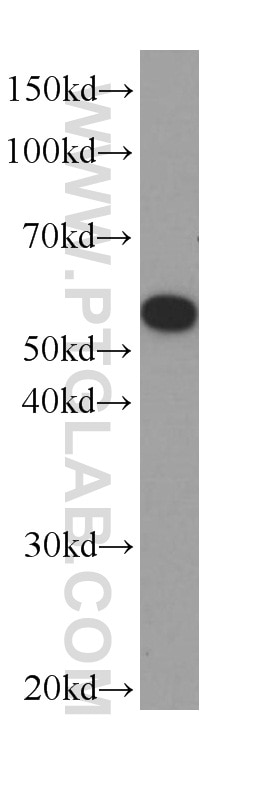 Western Blot (WB) analysis of L02 cells using acetylated Tubulin(Lys40) Monoclonal antibody (66200-1-Ig)
