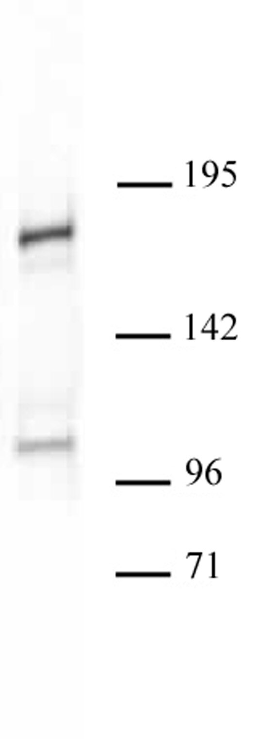 Acf1 pAb tested by Western blot. Drosophila Schneider L2 cells nuclear extract (10 ug) probed with Acf1 pAb (1:500 dilution).