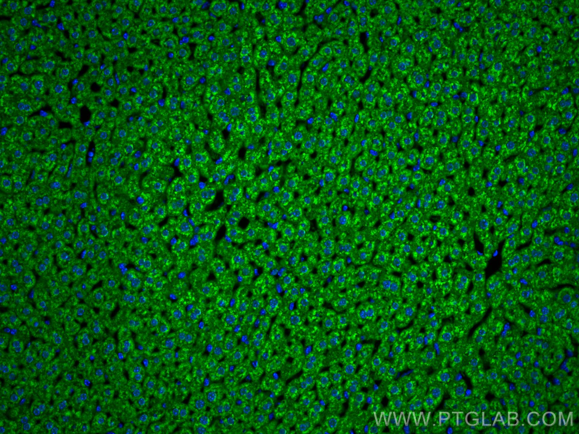 Immunofluorescence (IF) / fluorescent staining of mouse liver tissue using CoraLite® Plus 488-conjugated Aconitase 1 Polyclon (CL488-12406)