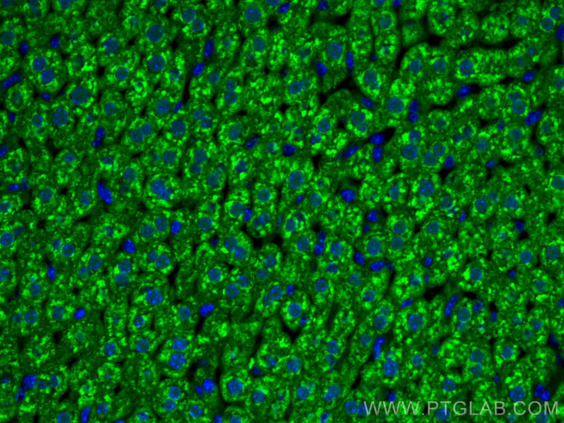 Immunofluorescence (IF) / fluorescent staining of mouse liver tissue using CoraLite® Plus 488-conjugated Aconitase 1 Polyclon (CL488-12406)