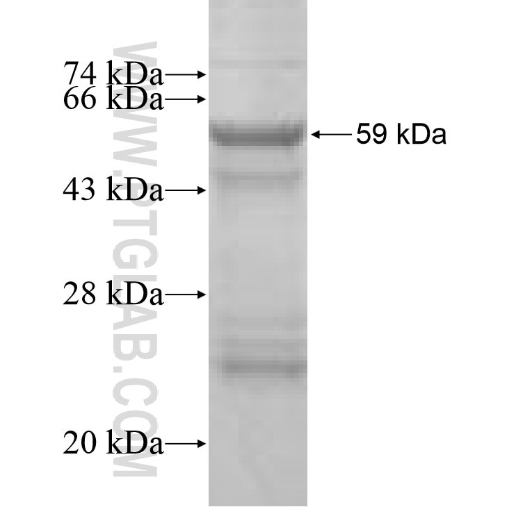 Acsl3 fusion protein Ag7338 SDS-PAGE