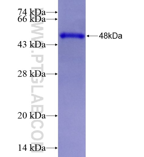 Adgre1 fusion protein Ag28252 SDS-PAGE