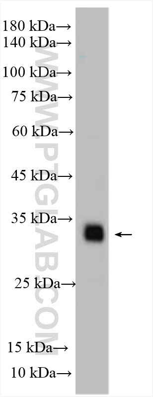 Western Blot (WB) analysis of various lysates using Adiponectin Polyclonal antibody (31509-1-AP)
