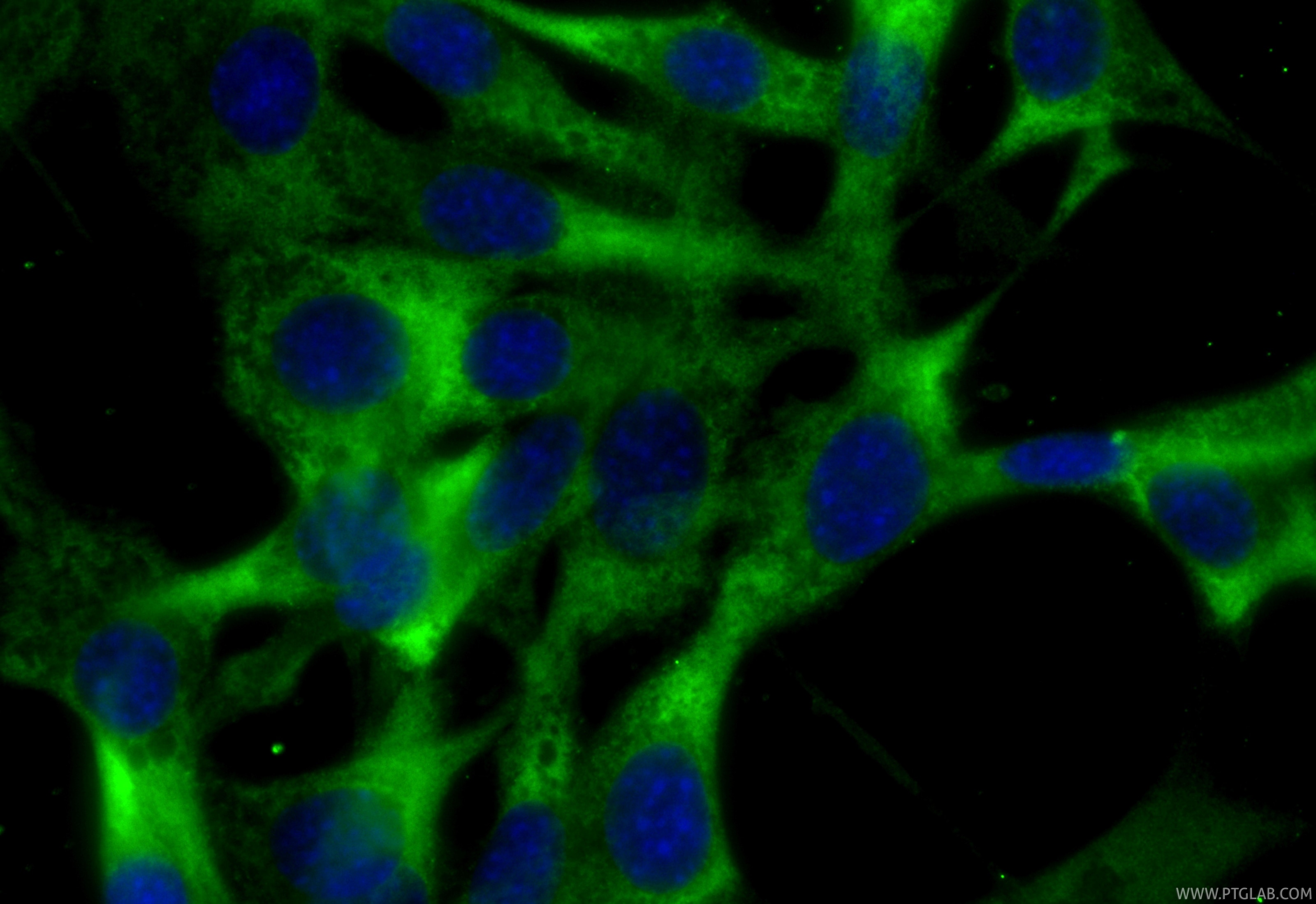 Immunofluorescent analysis of (-20°C Ethanol) fixed NIH/3T3 cells using CoraLite® Plus 488 Adiponectin antibody (CL488-83961-3, Clone: 241082E1 ) at dilution of 1:200. Immunofluorescence (IF) / fluorescent staining of NIH/3T3 cells using CoraLite® Plus 488-conjugated Adiponectin Recombin (CL488-83961-3)