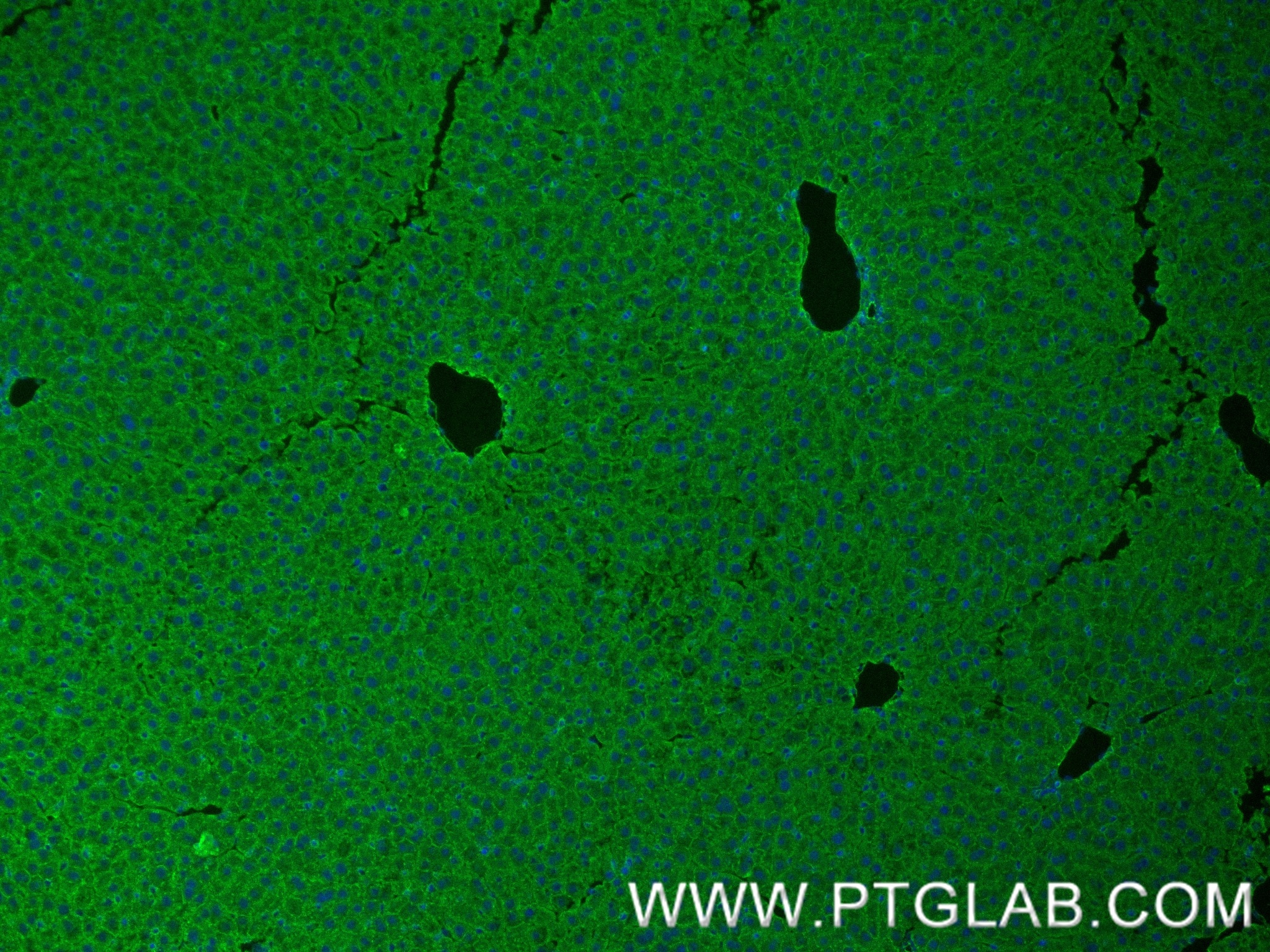 Immunofluorescence (IF) / fluorescent staining of mouse liver tissue using Adiponectin receptor Recombinant antibody (85121-4-RR)