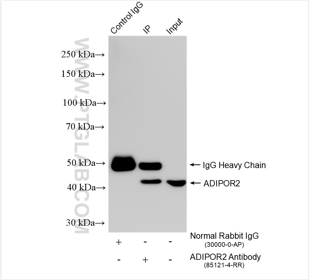 Immunoprecipitation (IP) experiment of mouse liver tissue using Adiponectin receptor Recombinant antibody (85121-4-RR)