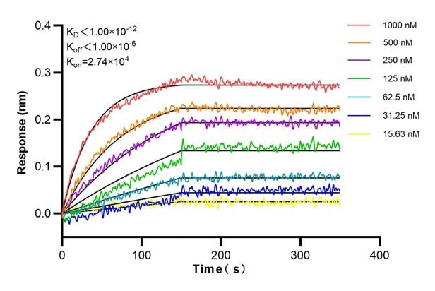 Affinity and Kinetic Characterization of 60006-1-Ig
