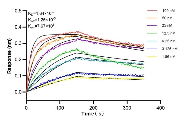 Affinity and Kinetic Characterization of 60007-1-Ig