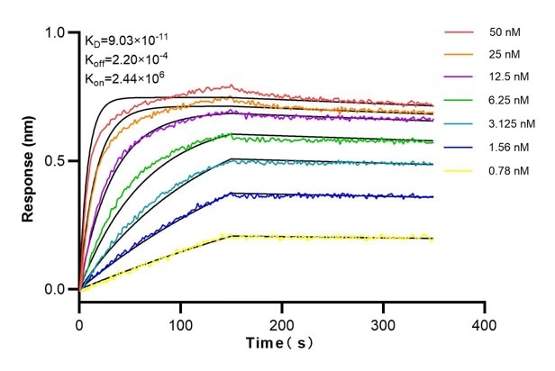 Affinity and Kinetic Characterization of 60012-2-Ig