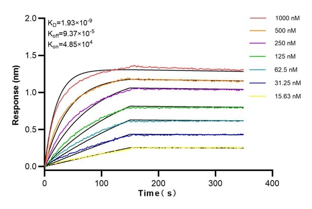 Affinity and Kinetic Characterization of 60019-2-Ig
