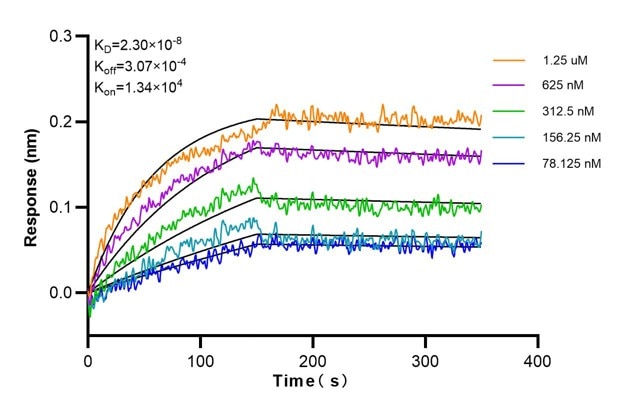 Affinity and Kinetic Characterization of 60028-1-Ig