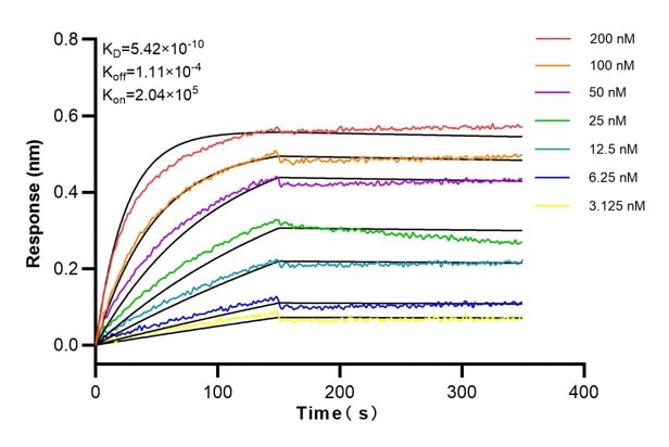 Affinity and Kinetic Characterization of 60055-1-Ig