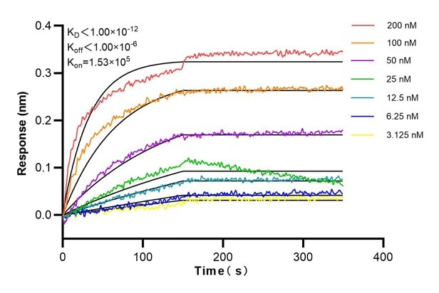 Affinity and Kinetic Characterization of 60058-1-Ig