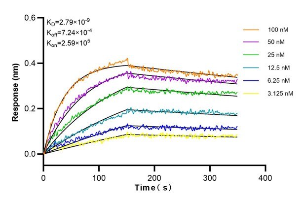 Affinity and Kinetic Characterization of 60067-1-Ig