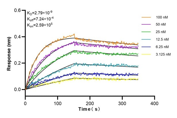 Affinity and Kinetic Characterization of 60070-1-Ig