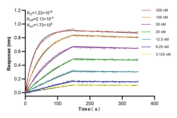 Affinity and Kinetic Characterization of 60075-1-Ig