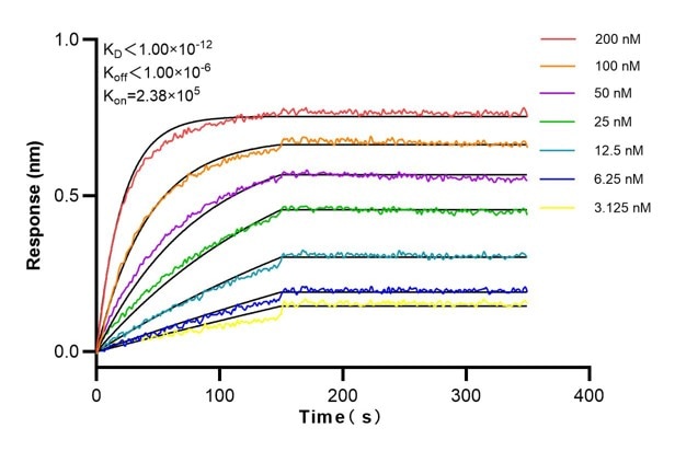 Affinity and Kinetic Characterization of 60085-1-Ig