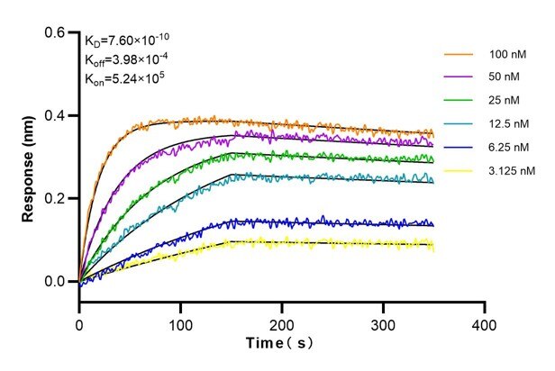 Affinity and Kinetic Characterization of 60085-2-Ig