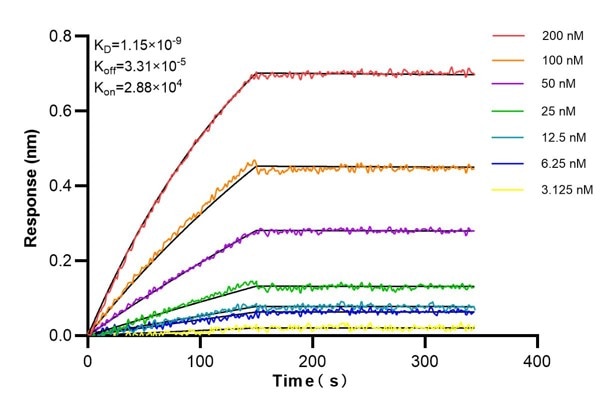 Affinity and Kinetic Characterization of 60206-3-PBS