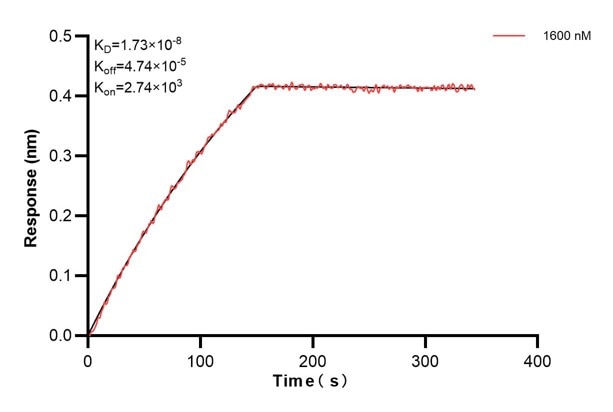 Affinity and Kinetic Characterization of 60250-1-Ig